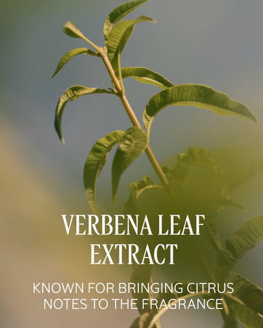 Verbena Perfumed Body Lotion