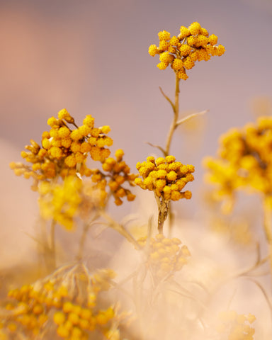Immortelle Precious Enriched Emulsion